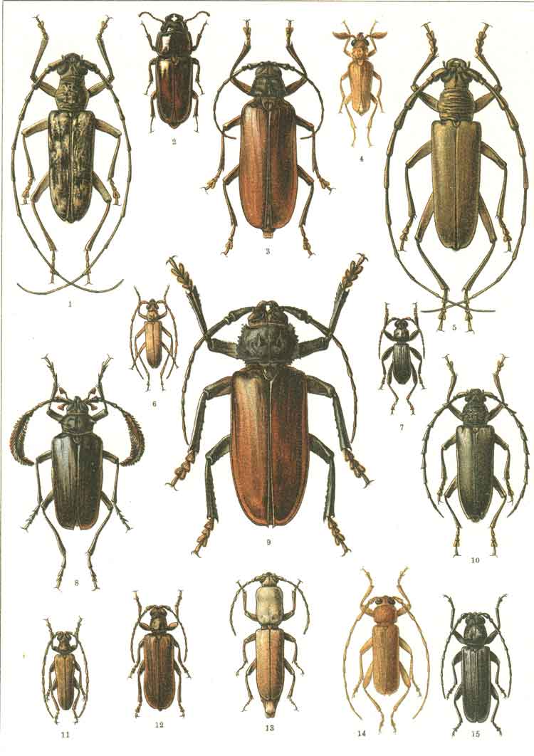 Cerambycidae